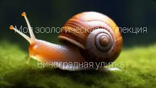 Виноградная улитка (моллюски)
