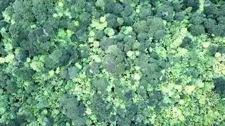 Avantdale Bowling Club - Outro? (Official Visualizer)