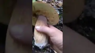 Большой белый!