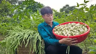 Harvest white eggplant garden, long beans, go to the market to sell