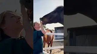 Спасённый конь Гриша - самый умный на свете! 🙂 Полное видео о Школе Счастливых Лошадей - на канале!