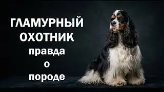 The Truth About the American Cocker Spaniel
