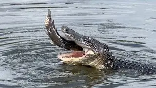 Wild Alligators Fishing Compilation