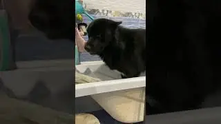 Волкособ купается ч.2