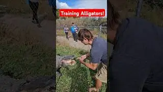Training Alligators to Chill! 🐊