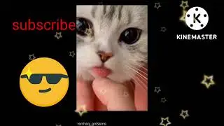 Funny animals 😂😂