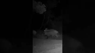 Domuz Sürüsü! Say say bitmiyor ! #domuz #youtubeshorts #wildlife #keşfet #wildboar #animals #