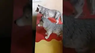 Жизнь волков🐺Шляйх сериал 1 серия🐺