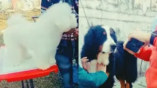 Dehradun Dog Show 2023|#labrador #trendingshorts #rottweilerdog