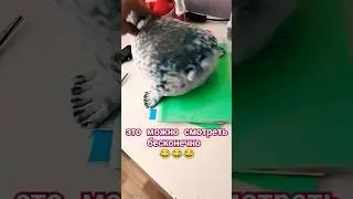 Прыгающий тюлень на пузе 10 часов #memes #seals