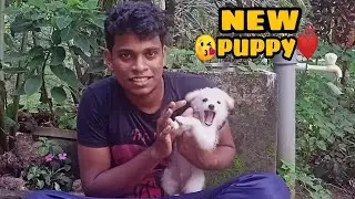 💥ജിമ്പ്രൂട്ടനെ  തിരിച്ചു കിട്ടി  😘😍|NEW PUPPY|MALAYALIS STUDIO|GUPPY/BETTA UPDATE 😍