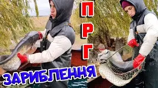 ЗАРИБЛЕННЯ 1 ставка Печенізького рибгоспу. Запуск ЩУКИ, СОМА, СУДАКА