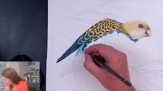 Livestream -drawing a pale face rosella in coloured pencil -  Second attempt