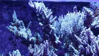 Test Video of Les D's 120 Gal Reef