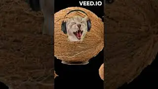 i'm coconut 2.0