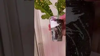 Кротон - черенкование и укоренение. 🌱