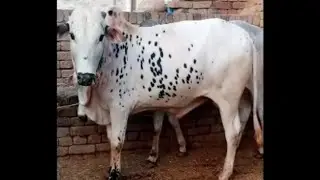 QURBANI KAI LIYE JANWER PAKISTAN Alhamdulliah 2024