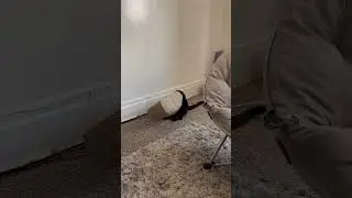 Black Cat with Paper Bag on Head Moves Backwards Out of View