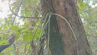 Orquídeas em seu habitat
