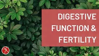 How Digestive Health Influences Fertility