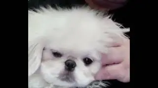 Скандал