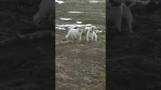 когда мы гуляем нас слышат все. ну очень громкие они