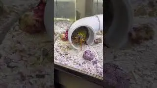 Finding new food for my mantis shrimps pt.2