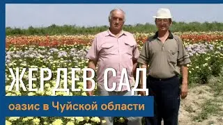 Жердев сад - оазис в Чуйской области