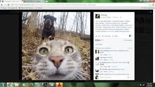 Manny the cat who can take a selfie.