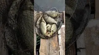 Рыбалка на ингуле