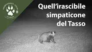 Quell'irascibile simpaticone del tasso