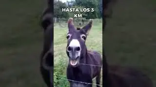 El Rebuzno de los Burros No es Cualquier cosa 🙀