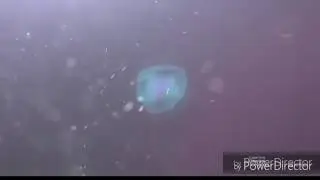 Программы для блогеров!