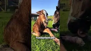 Why Are Newborn Horses' Hooves Like This?!🤔🐴