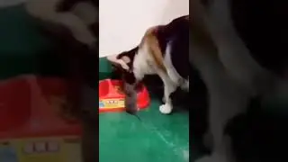Я тебя сначала откормлю, а потом съем