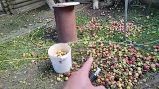 часть 2 вино, сидр, кальвадос, мнение, деревня, яблоки.