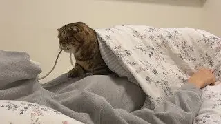 What Happens If I Run Away On The Middle Of Giving Cats Food. (ENG SUB)