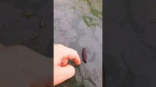 👽 Фу Яке Воно ГИДОТНЕ !!!😱 #shorts