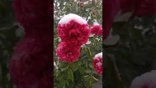 Первый снег и розы. Музыка . Стихи..