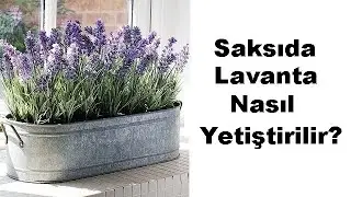 How to Grow Lavender in Pot?