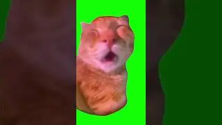 Talking Cat Meme 