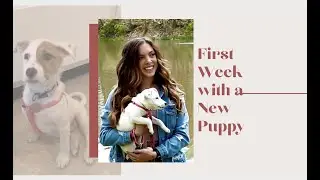 First Week With a New Puppy