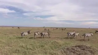 A trip to Maasai Mara and Lake Nakuru - Kenya