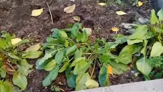 Огород в ноябре