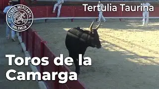Los Toros en la Camarga