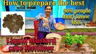 How to prepare the best liquid mustard cake fertilizer. 90% of people fail to do it properly 