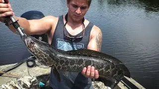 Catching the Invasive SNAKEHEAD - Cleaning\Cooking!
