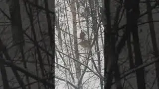 Женя чистит коврик на снегу. А я сивка ленивка