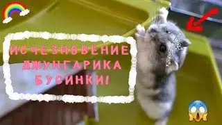 Внезапное исчезновение джунгарика - Бусинки (мини-фильм)