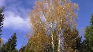 "Золотая осень"___Россия 🧡